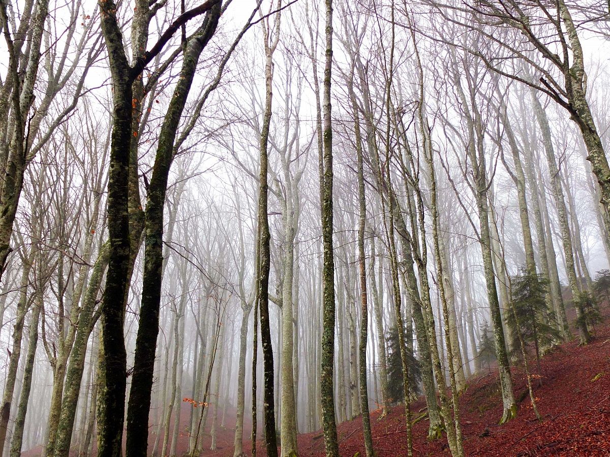 Fra le fronde spente