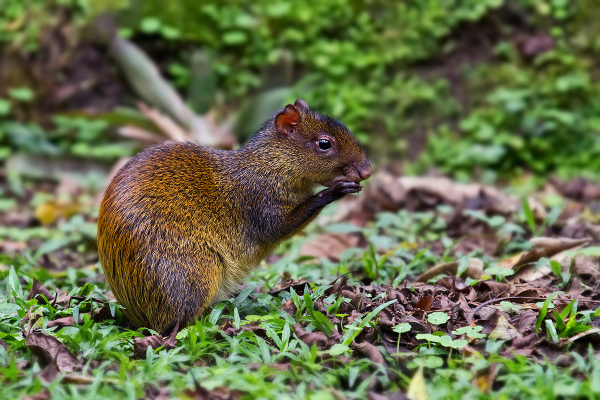 Agouti