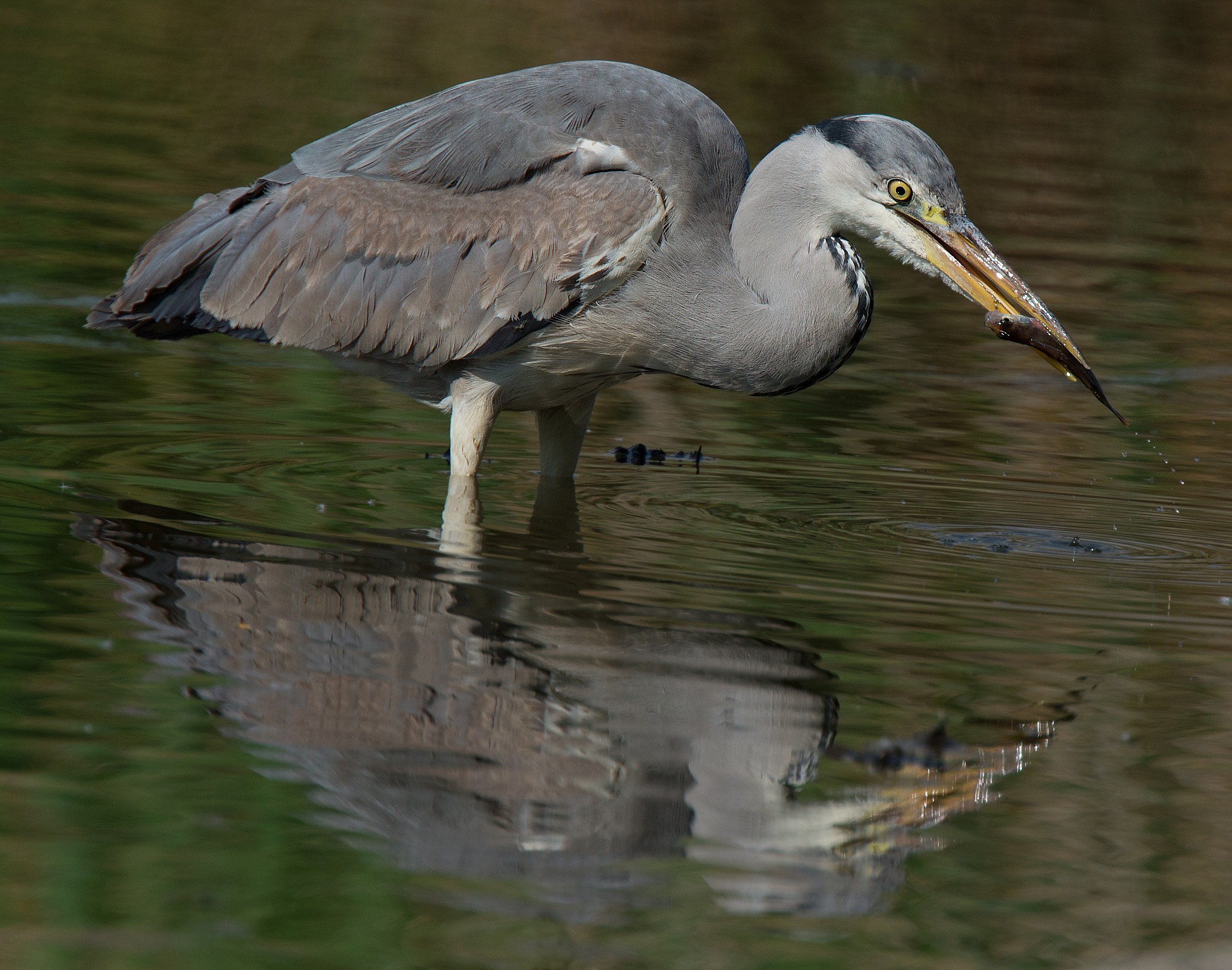 Airone cenerino con preda