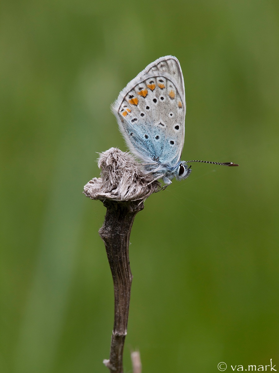 Polyommatus icarus