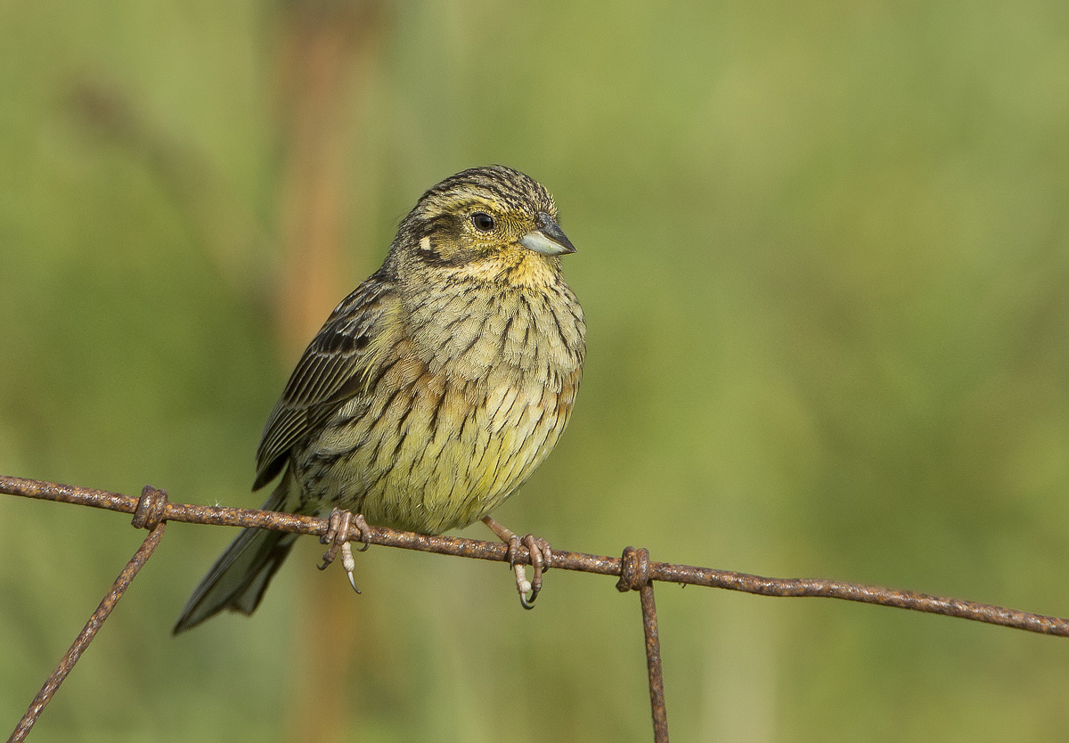 verdone/zigolo ? al tramonto