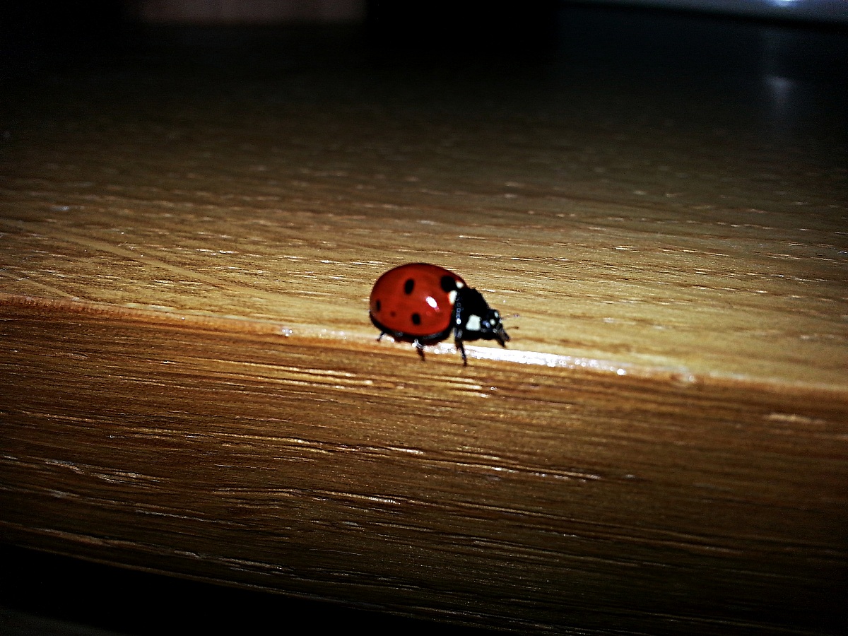 Ladybug ..