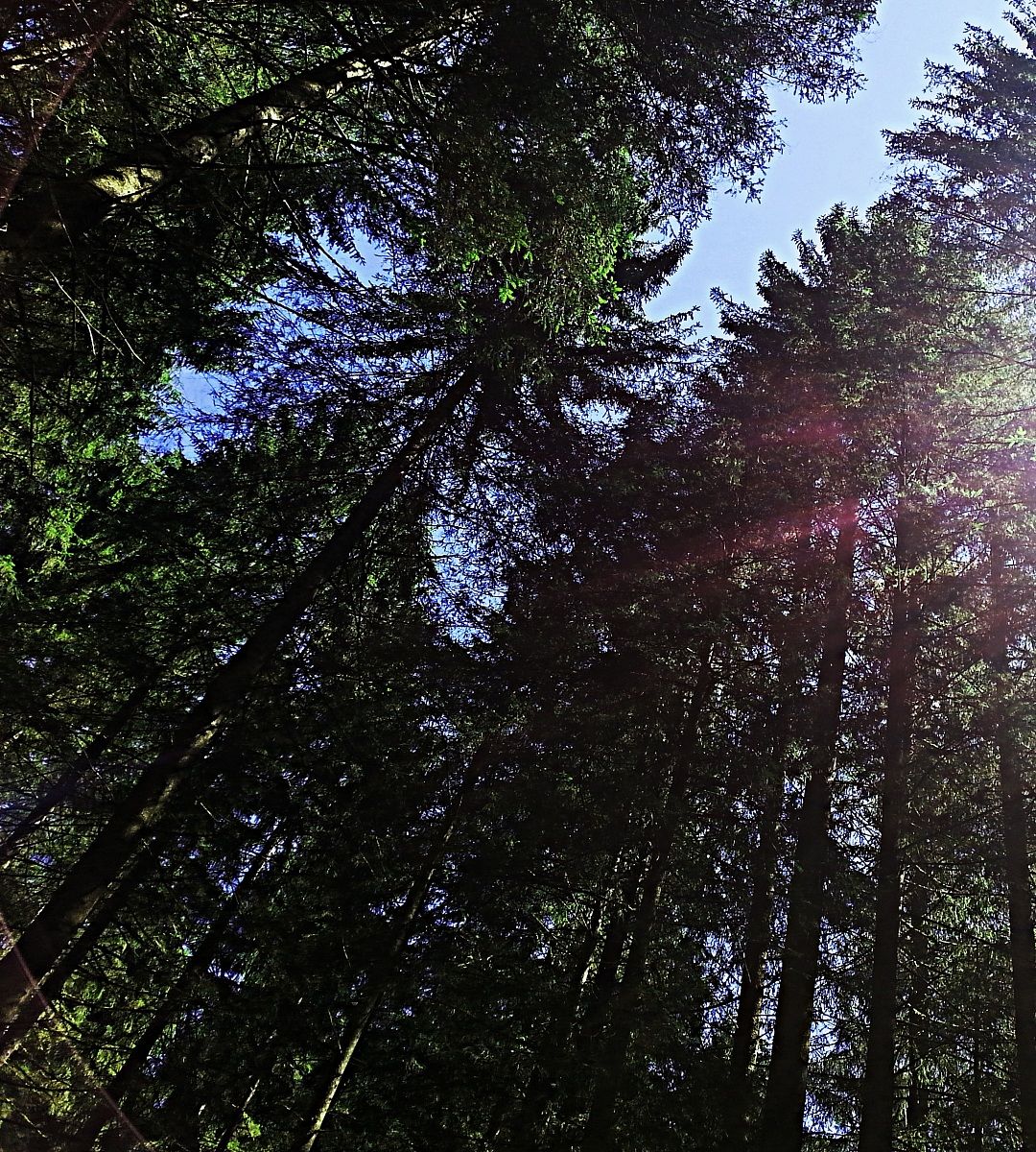 Between the forest ..