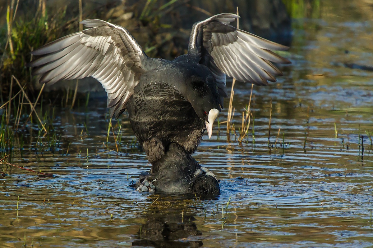 folaghe in accoppiamento