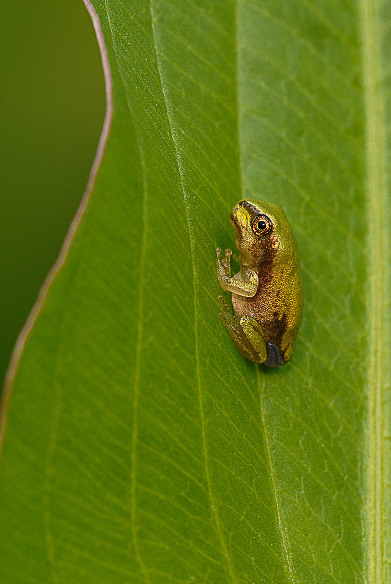Hyla