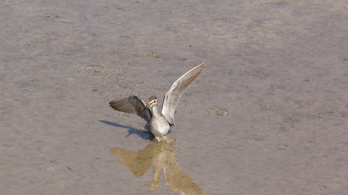 Piropiro Boschereccio