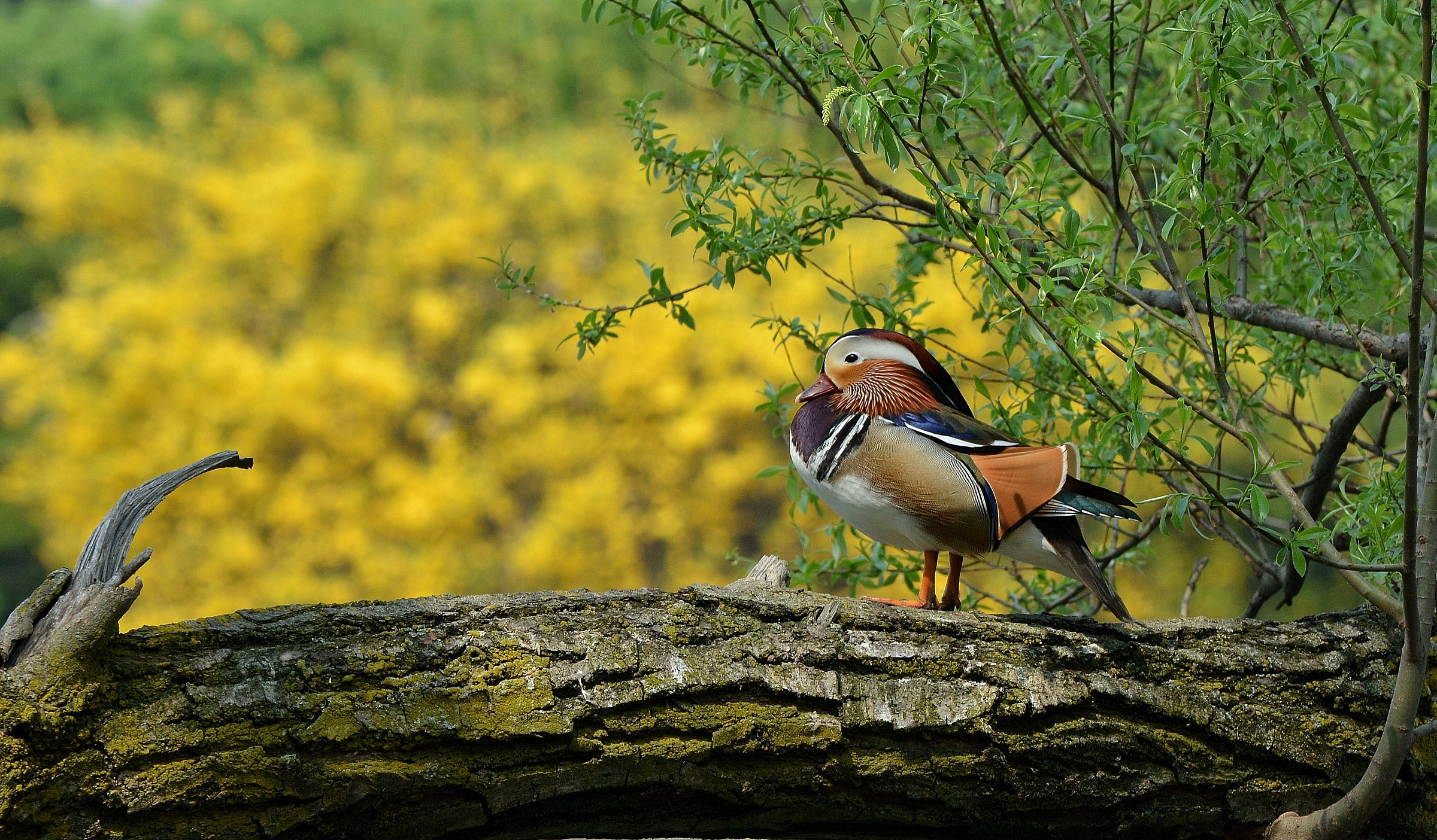 on the banks of the Po ............