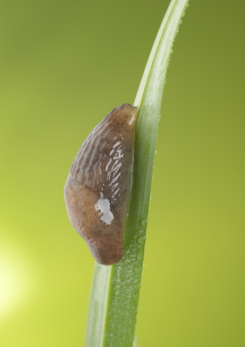 slug