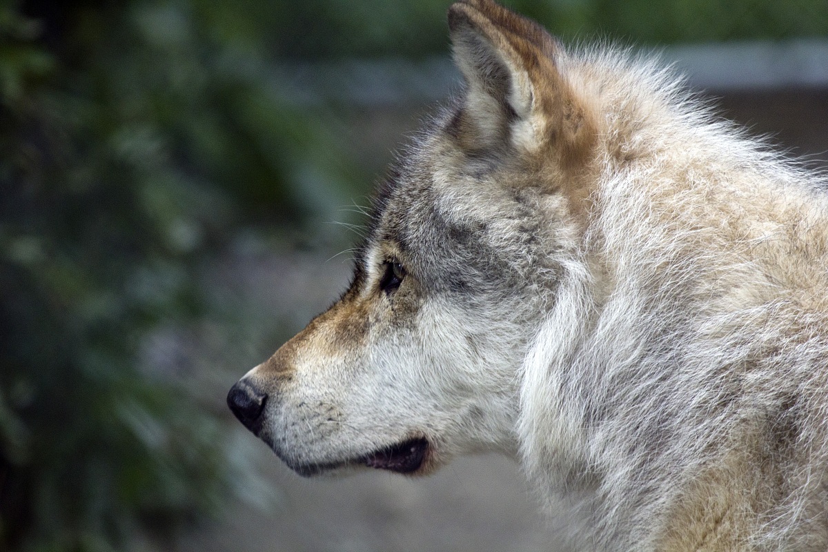 wolf Canadian-controlled regime