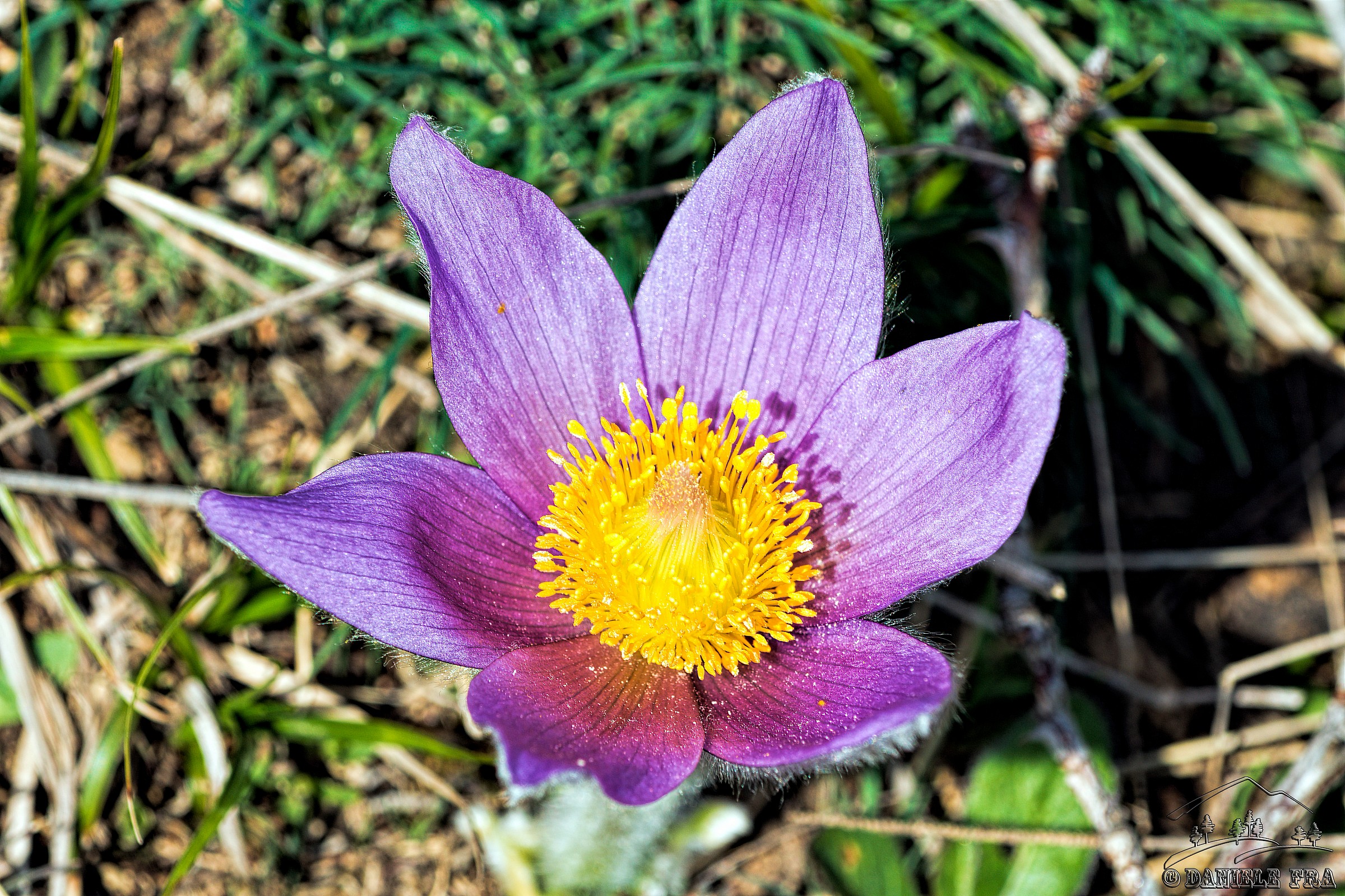 Flower spring mountain