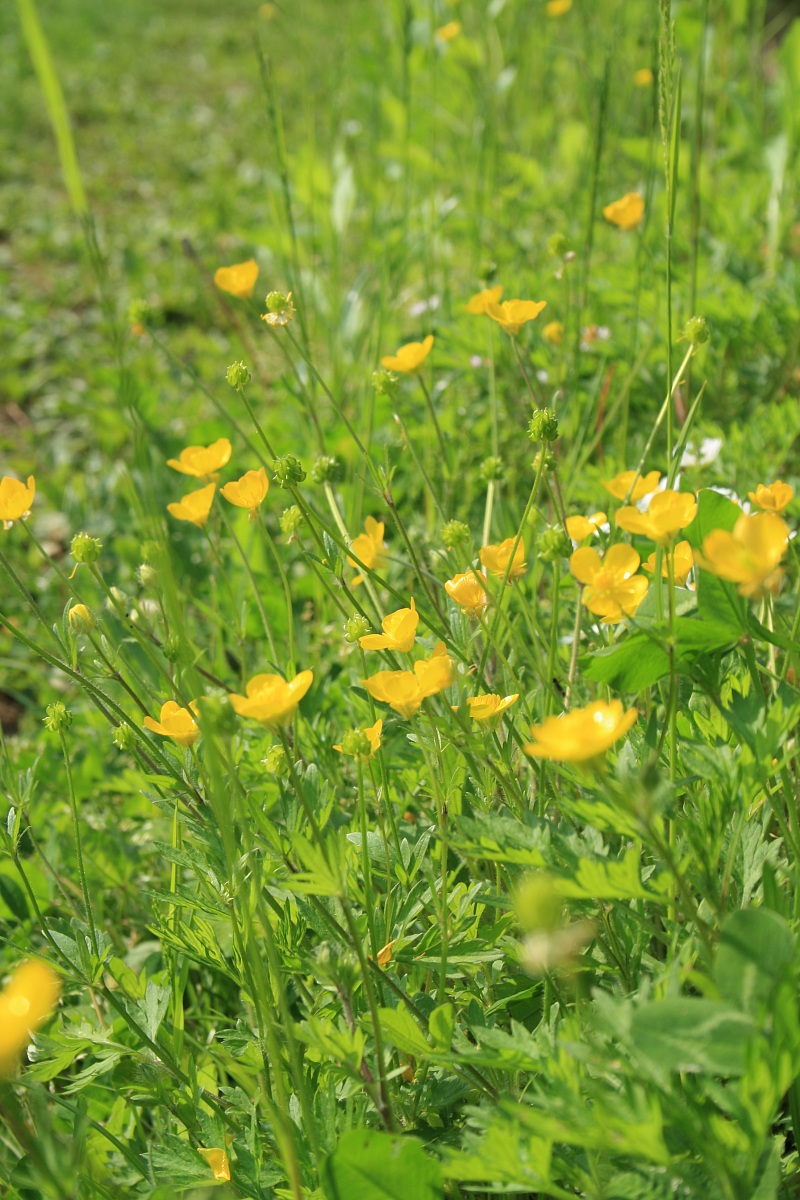 buttercups, pure simplicity