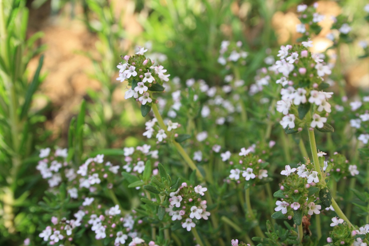 Thyme, excellent remedy for throat