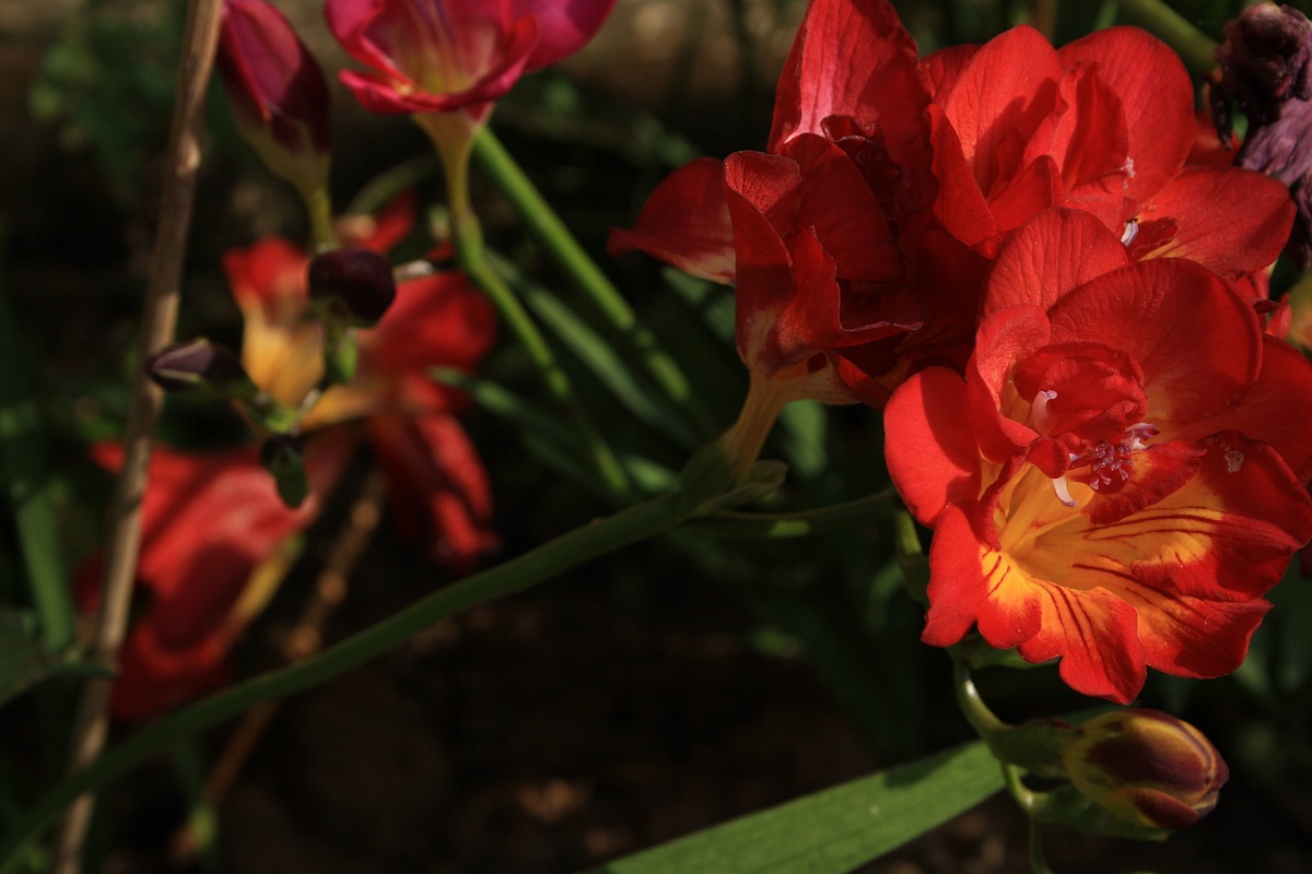 beautiful flowers in the colors of spain