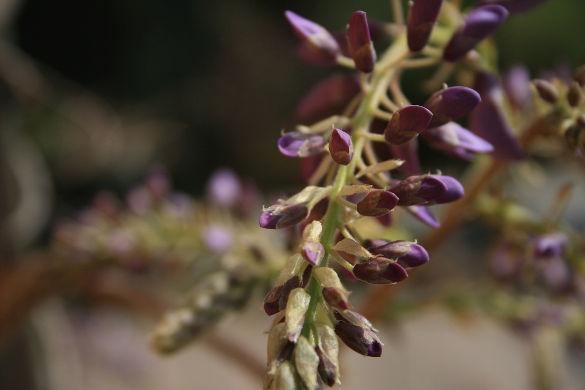 Gem of wisteria
