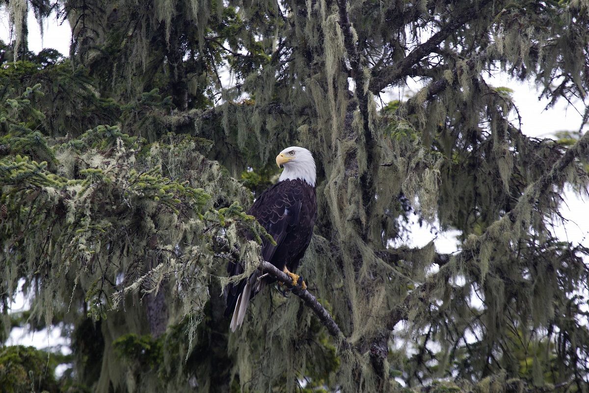 bald eagle at Telegraph Cove bc