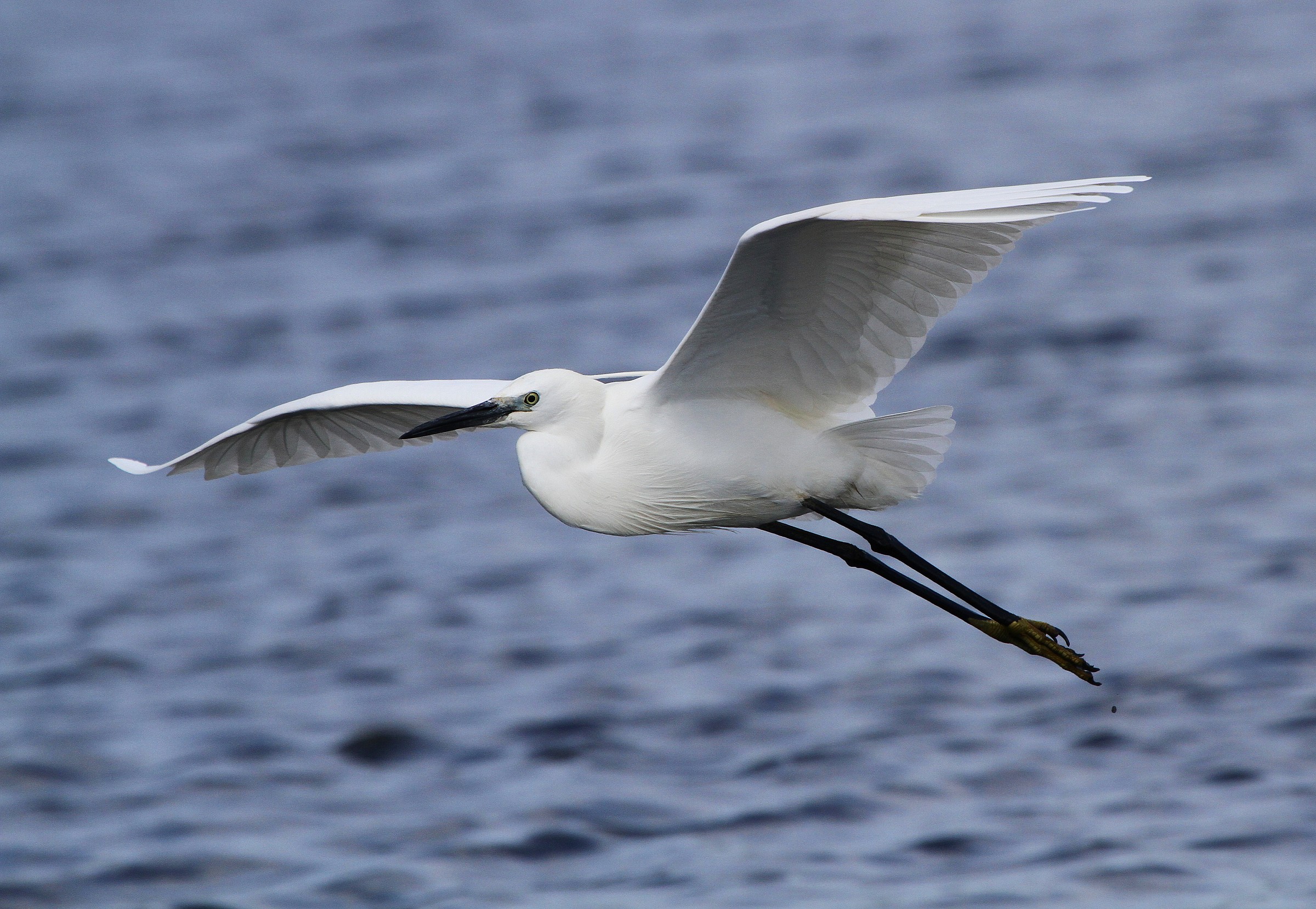 Egret in flight