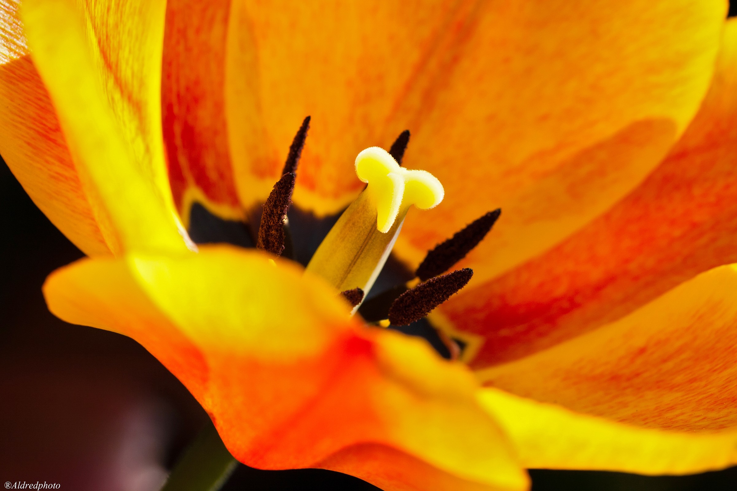 Tulip pistil