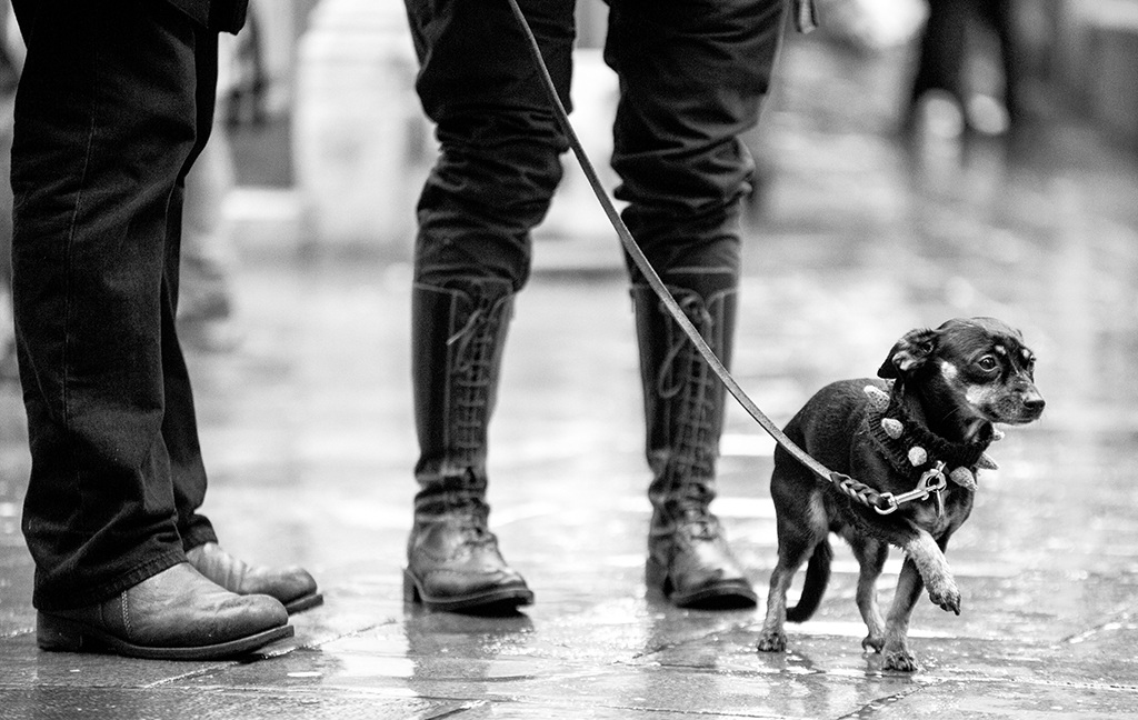 Venezia carnival dog