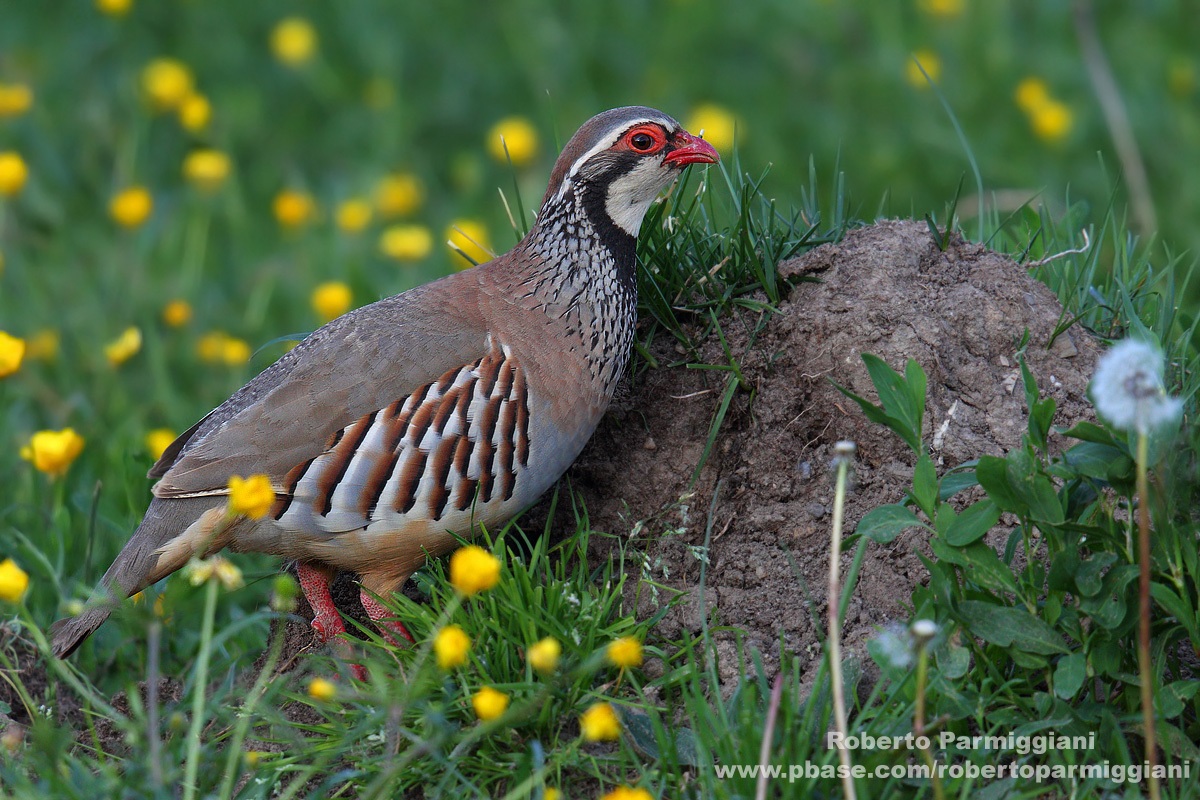 Red-legged Partridge