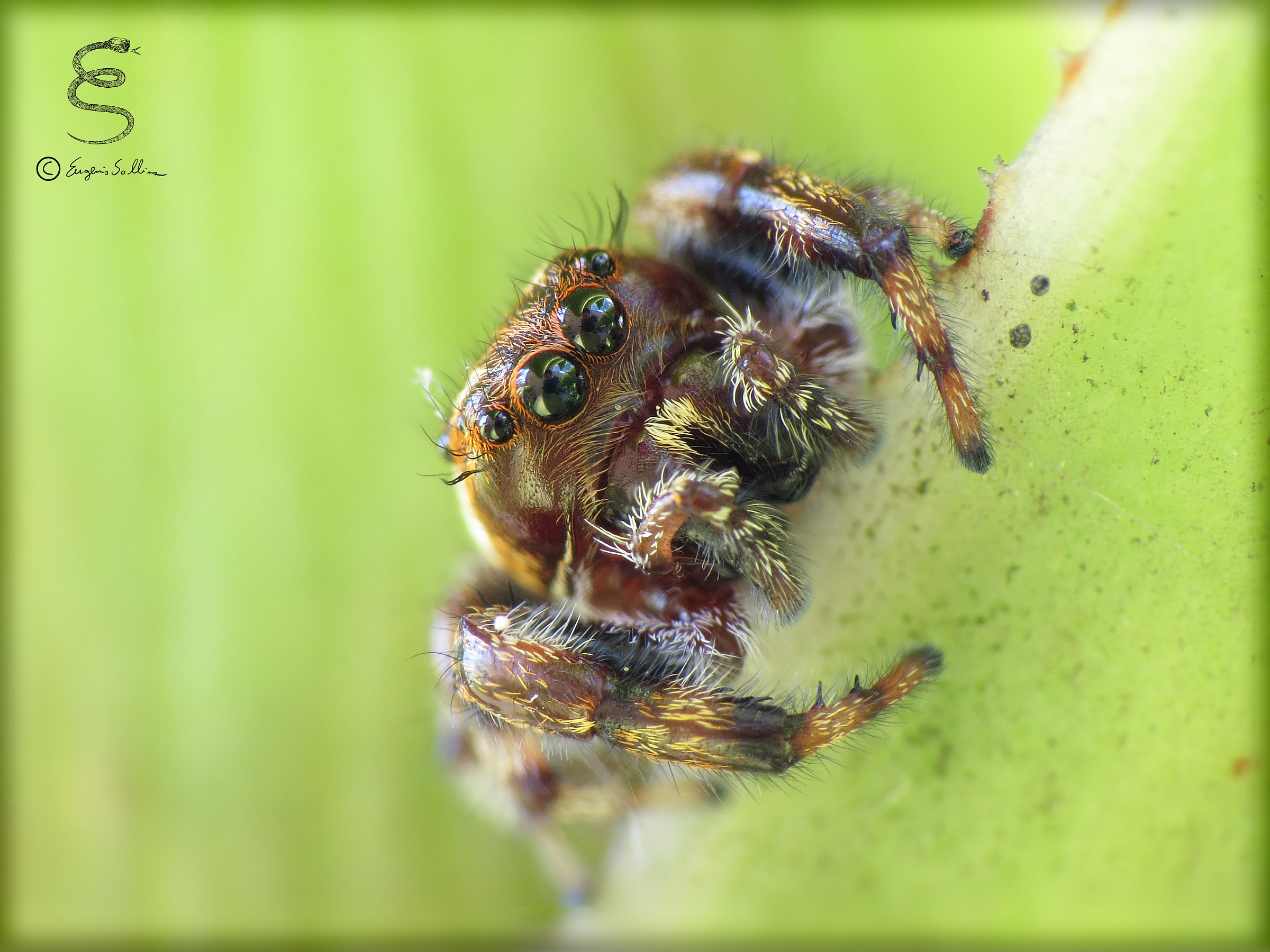 Family Salticidae