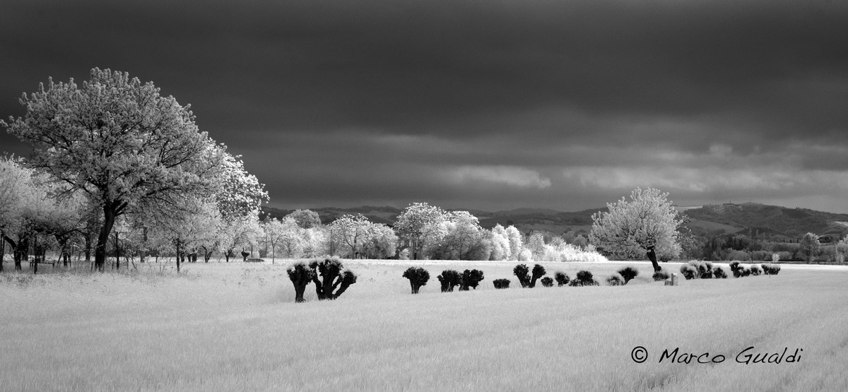 campaign Reggio Emilia