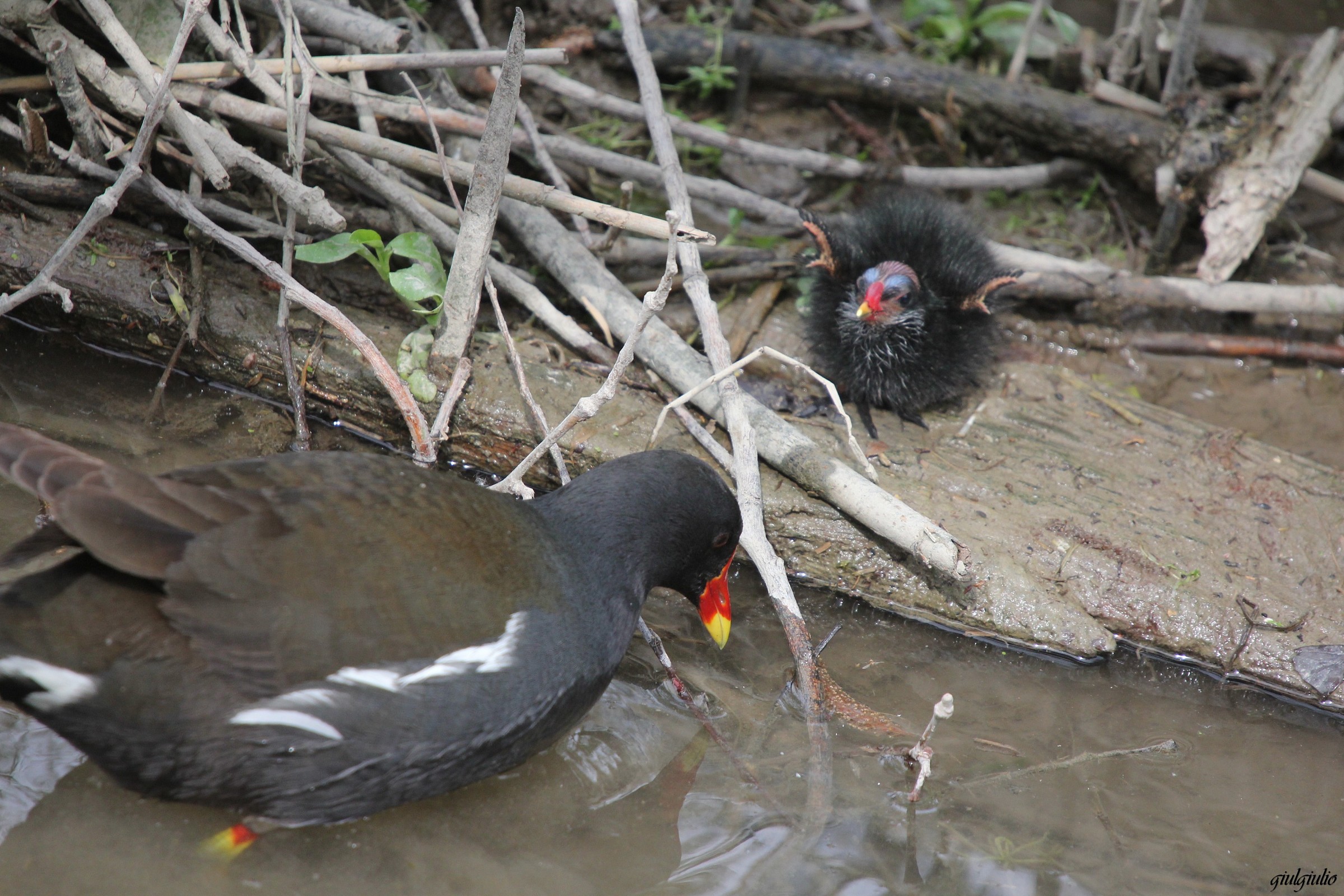 moorhen with small