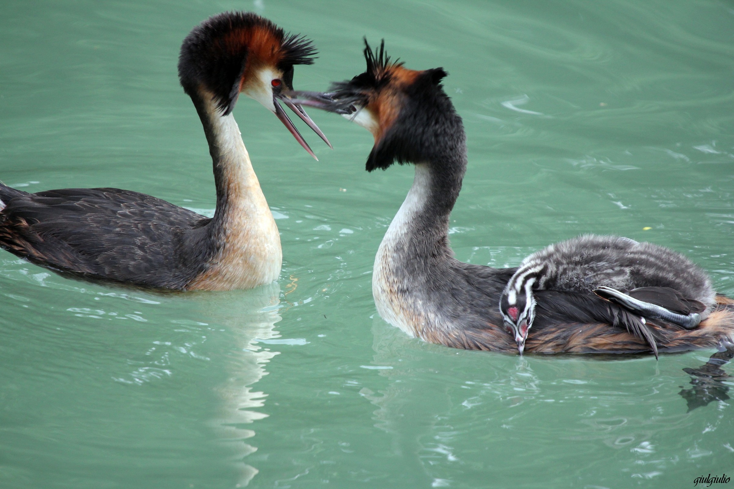 coppia di svassi con piccolo