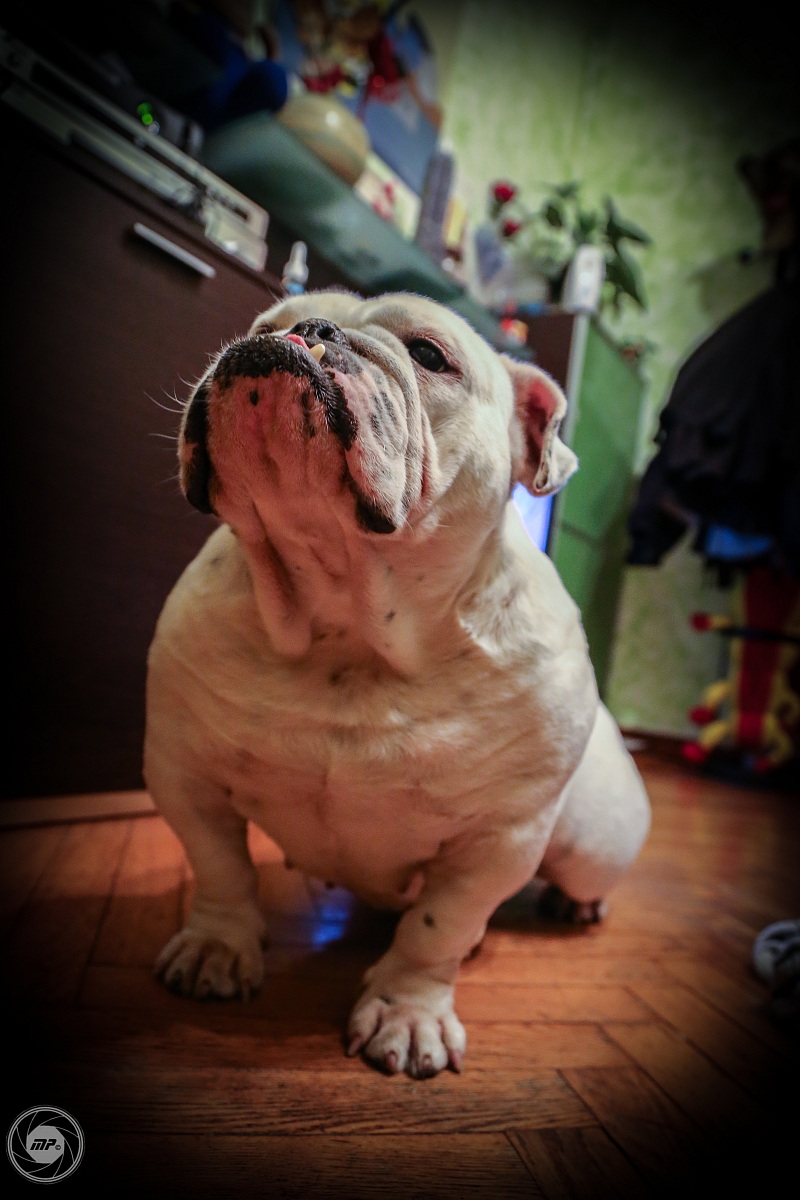English Bulldog