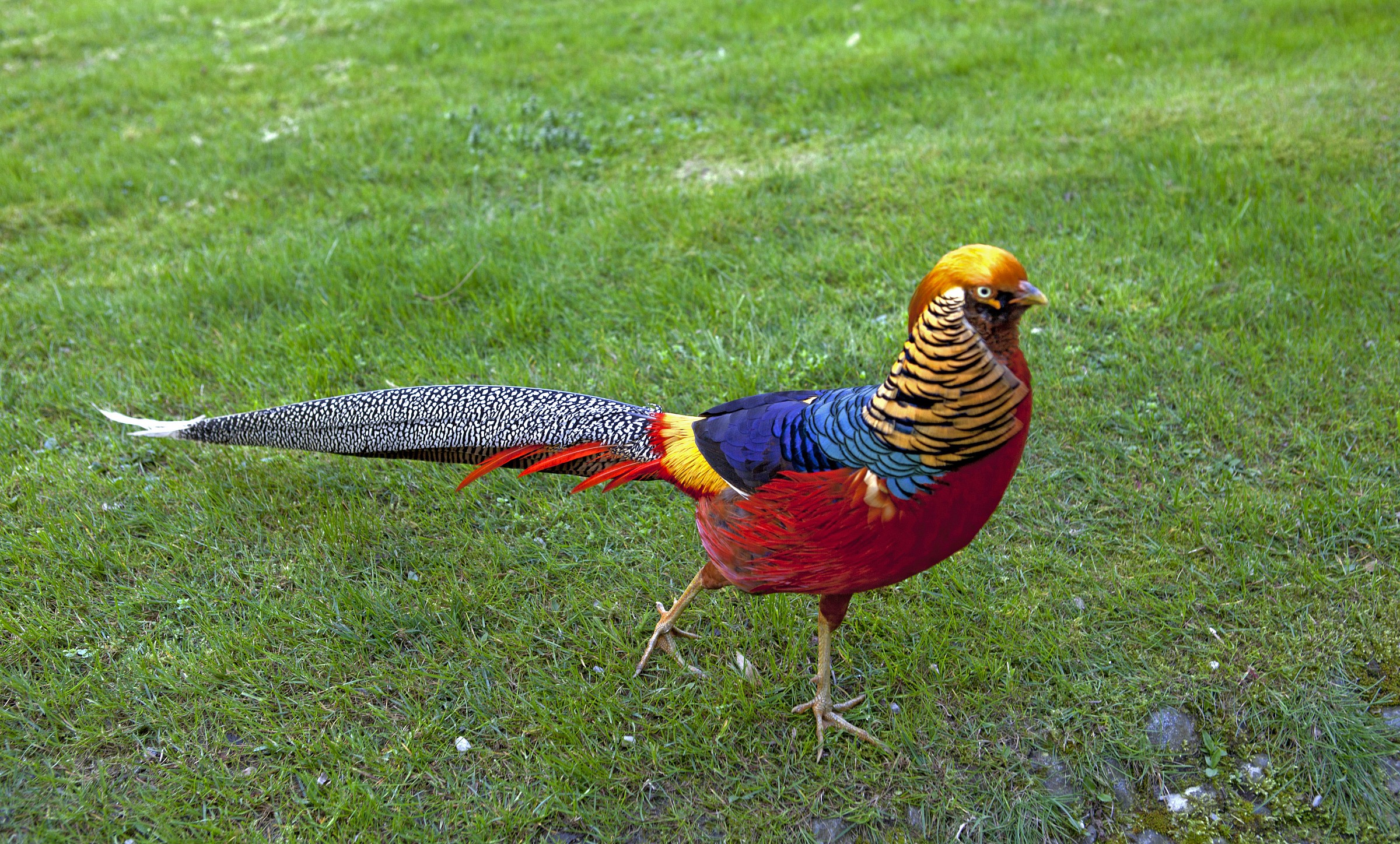 Pheasant