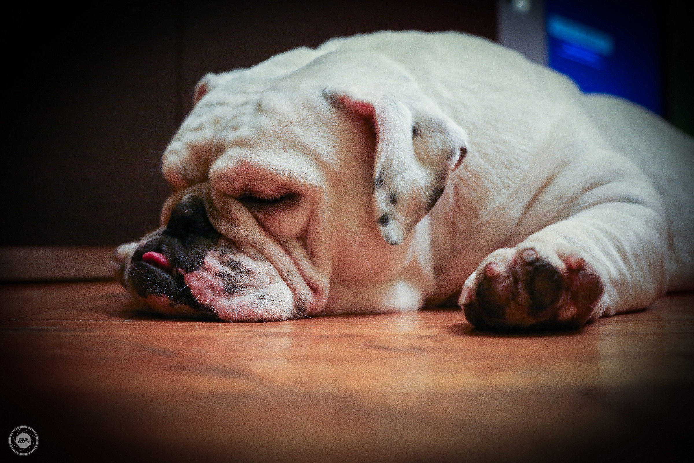 English Bulldog