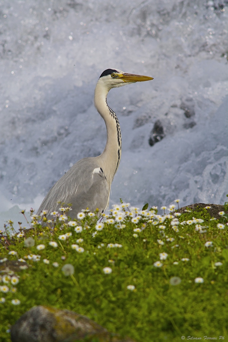 A pesca tra le ...margherite