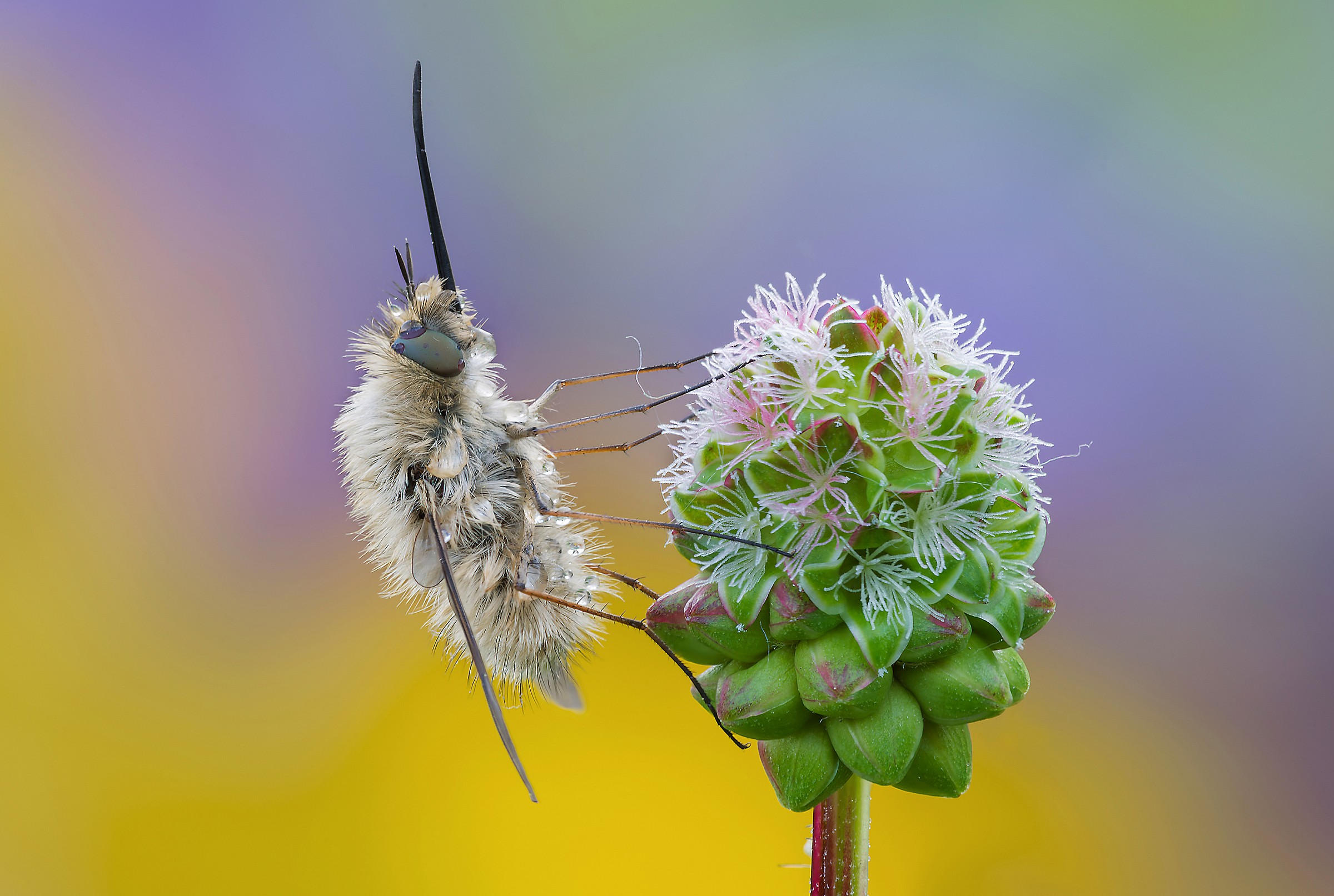 Bumblebee psychedelic