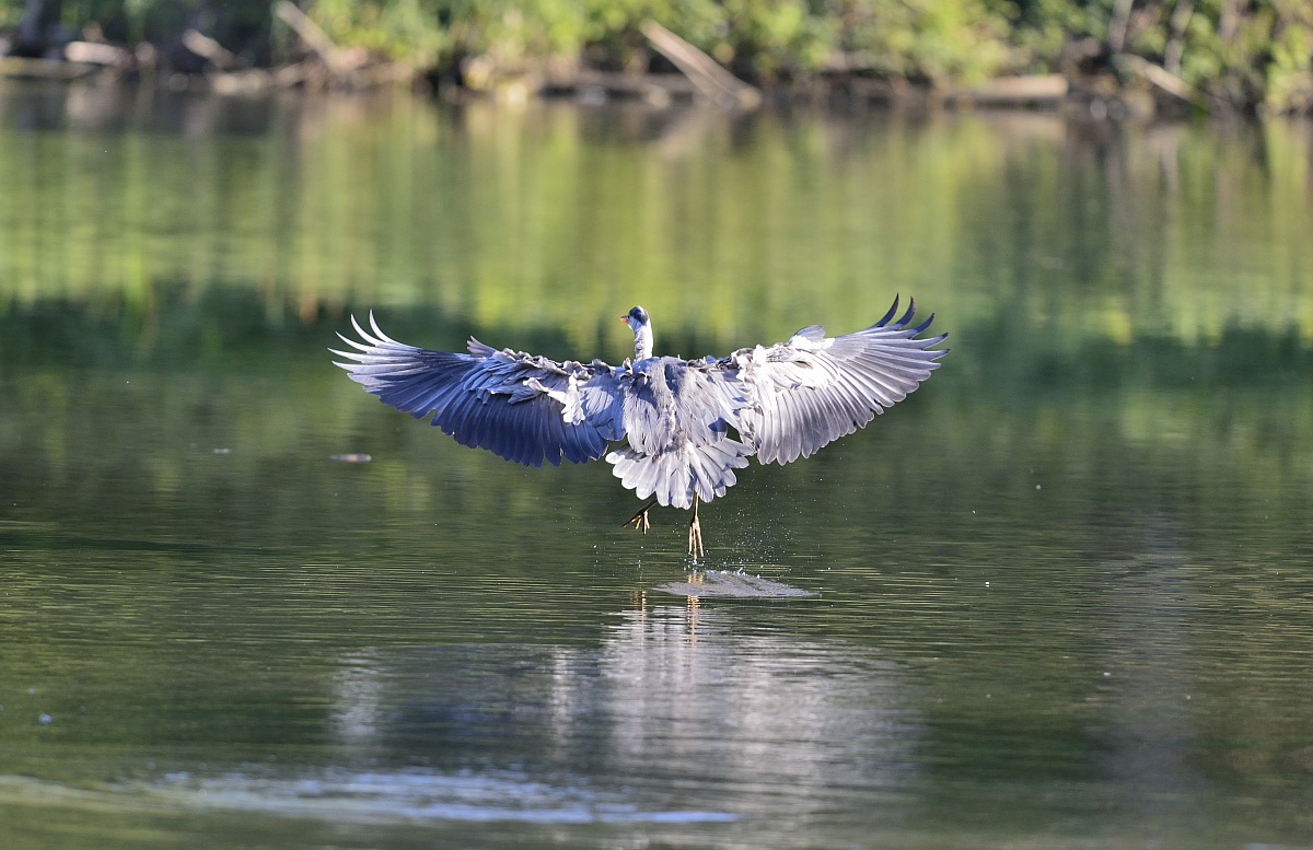 gray heron