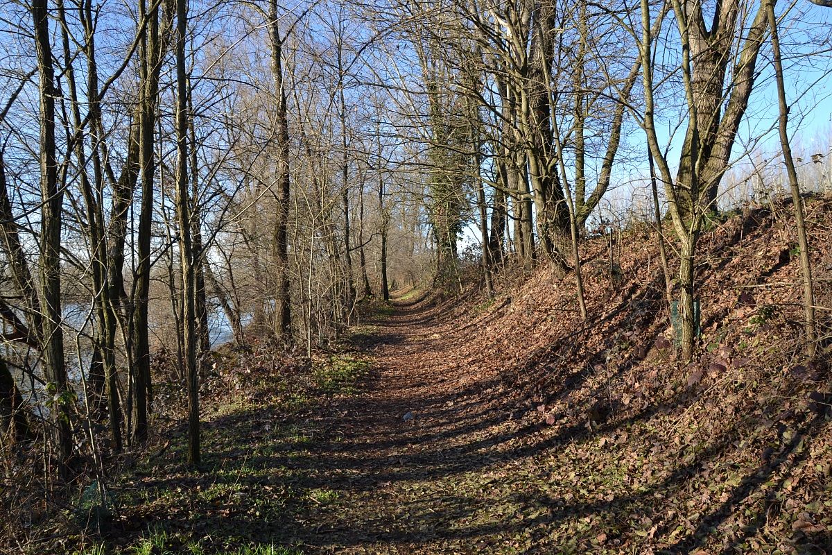 The forest (almost) obscure ..