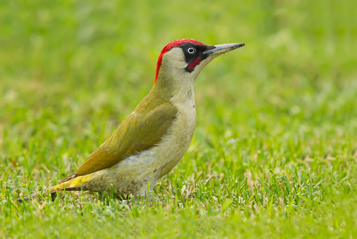 Green Woodpecker