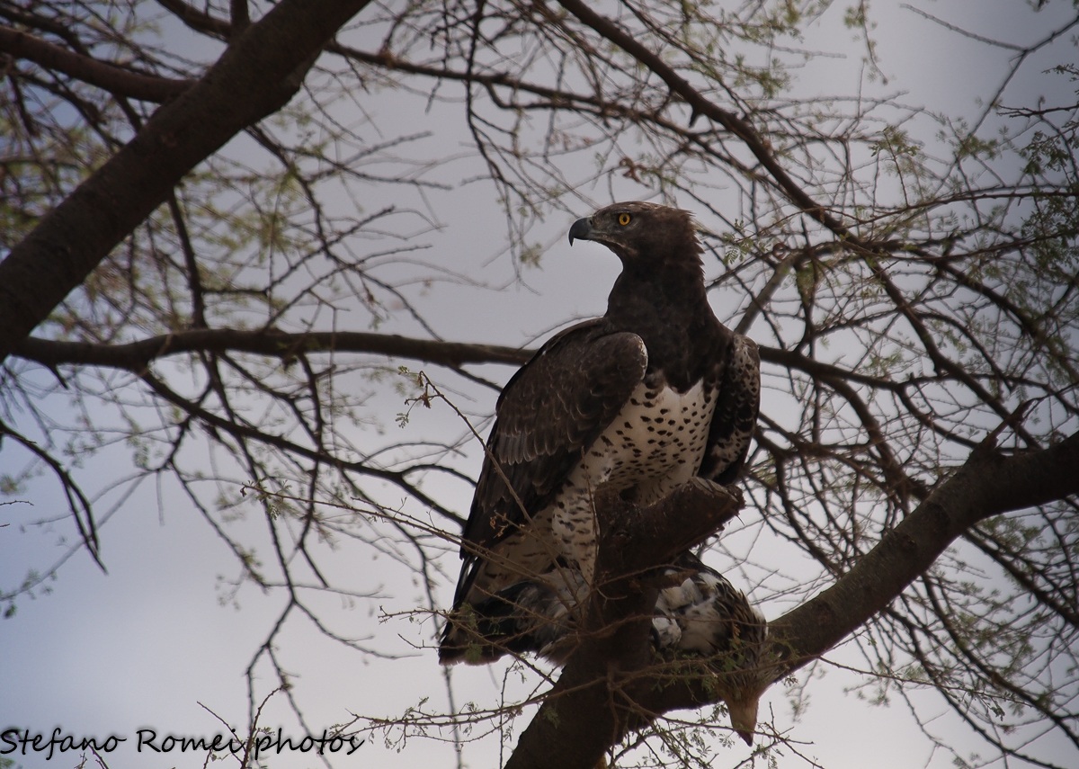 aquila marziale con preda