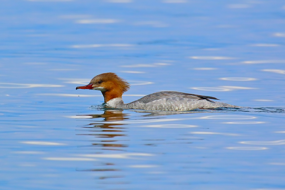 Goosander female