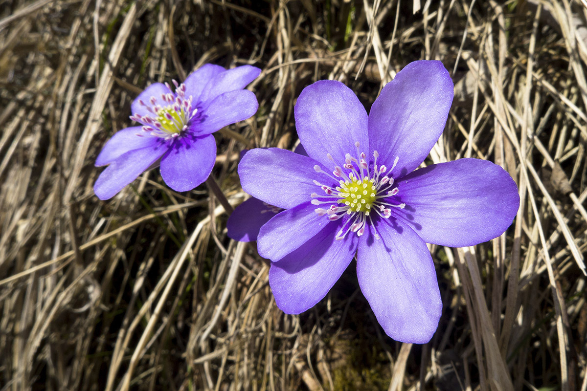 Anemone Epatica