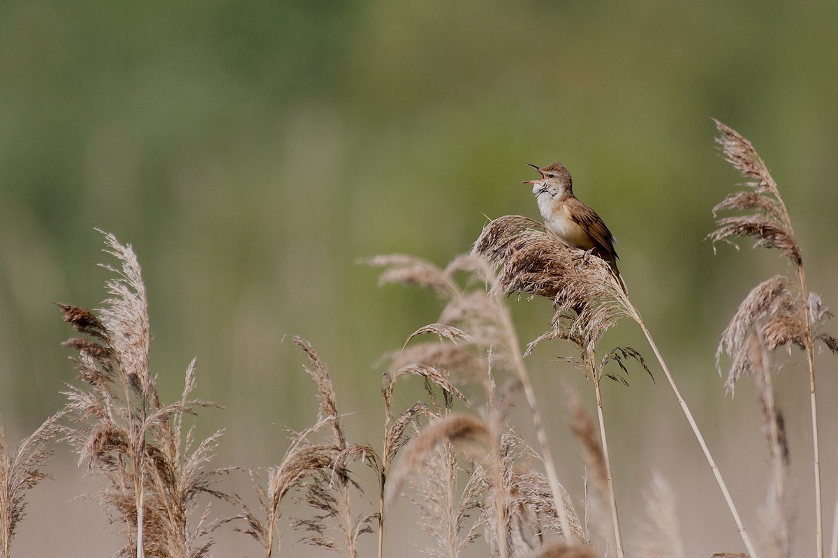 Il canto del cannaraccione