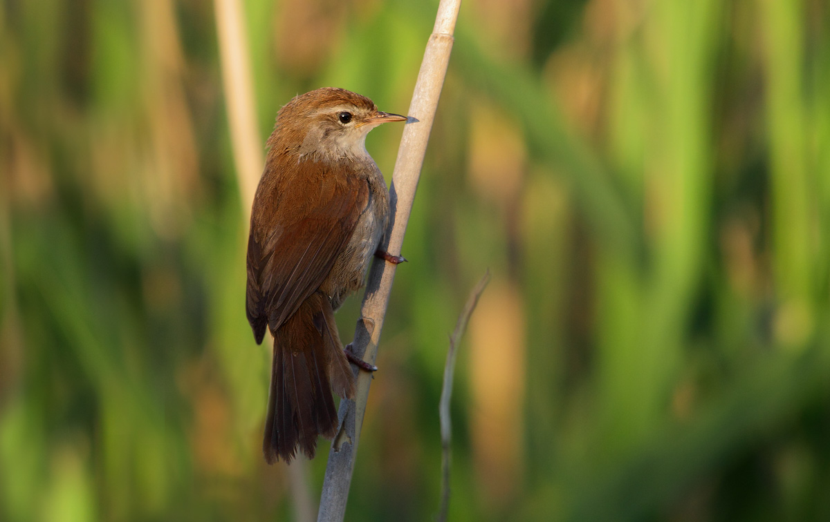 Cetti's Warbler