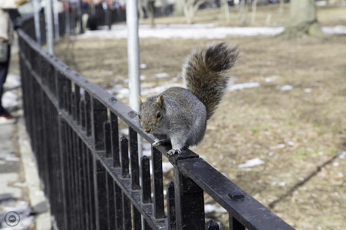Squirrel Battery Park
