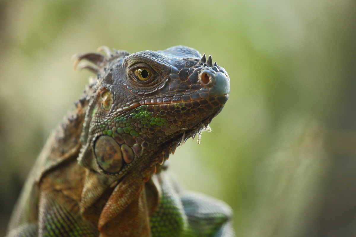 Iguana