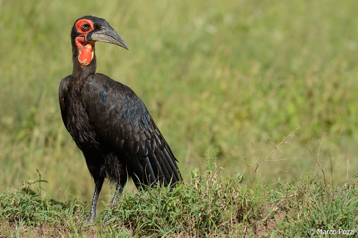 Southern Ground Hornbill