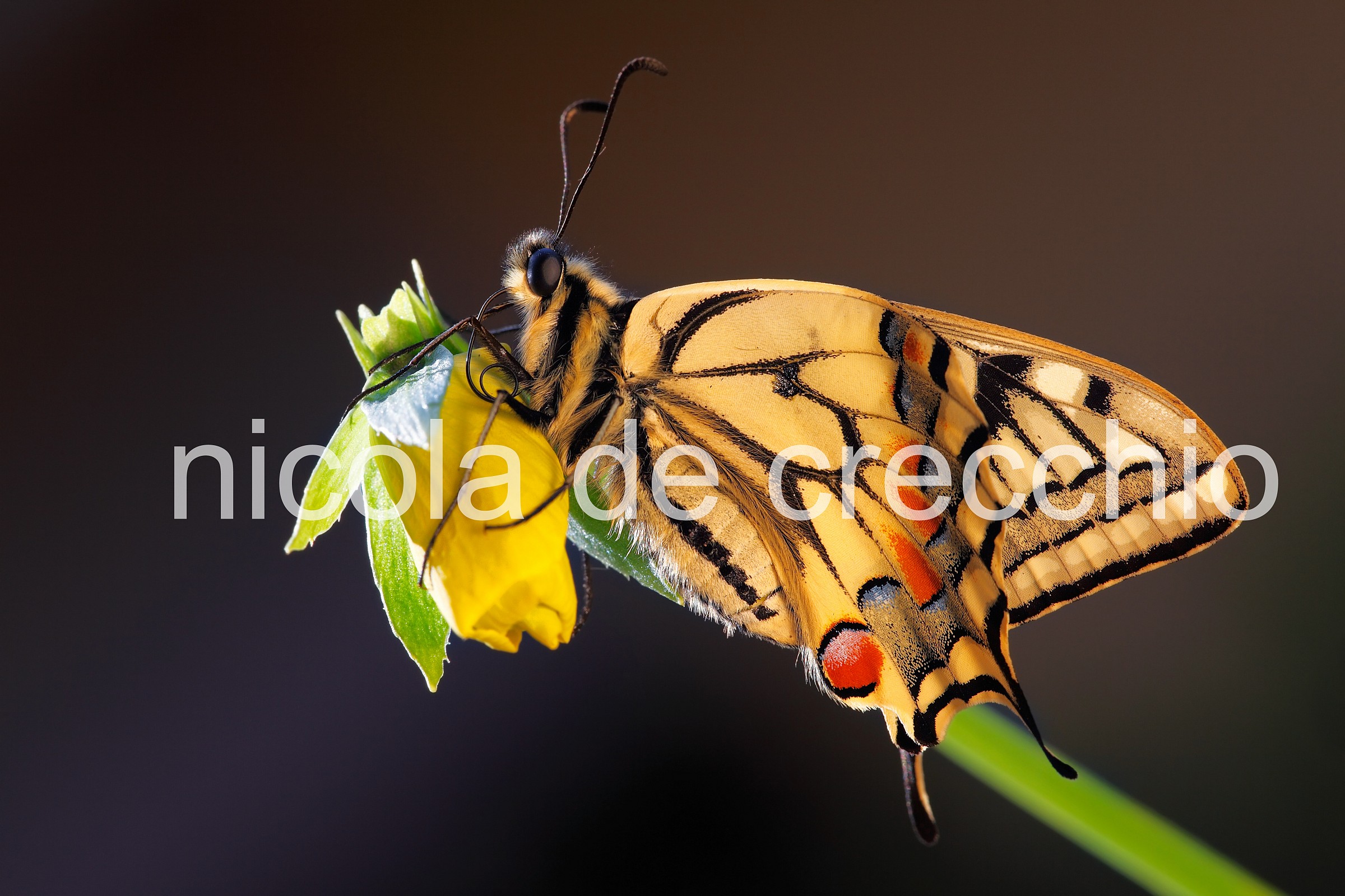 Dorato alla luce del sole