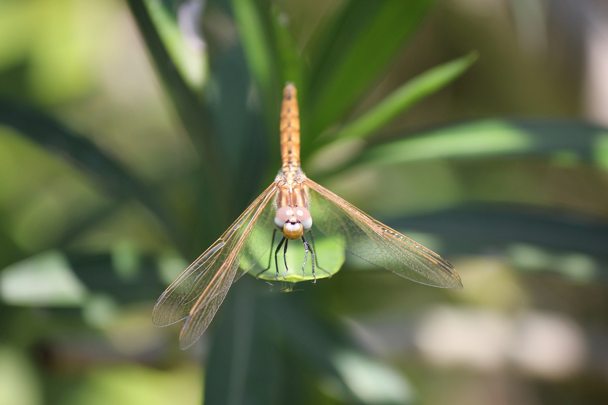 La preda sotto la foglia.