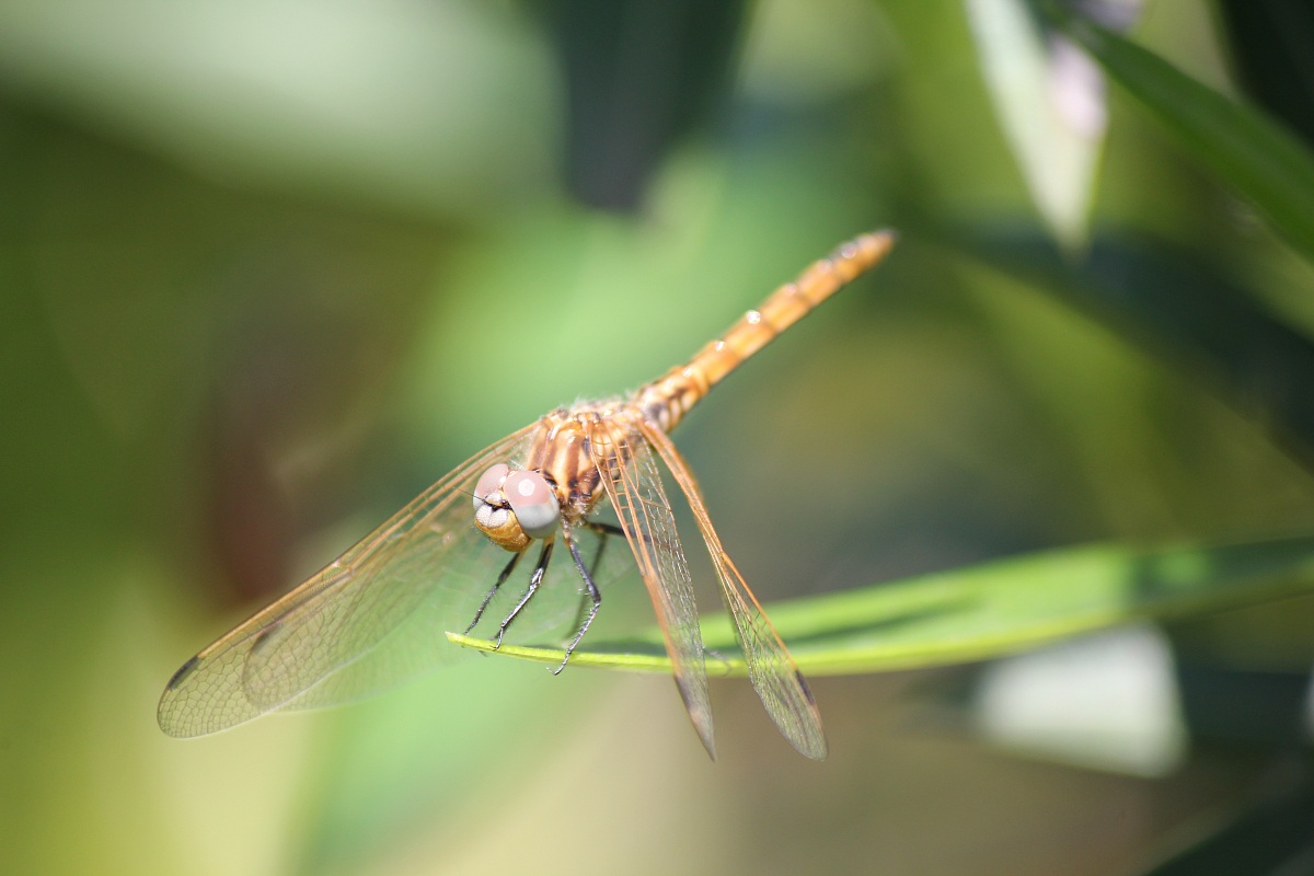 libellula 3