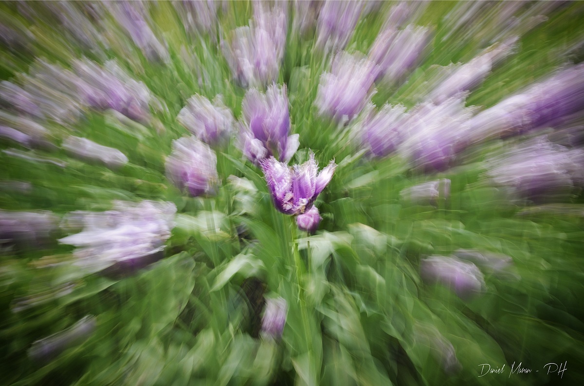 Tulipano, il fiore dell'Amore eterno...