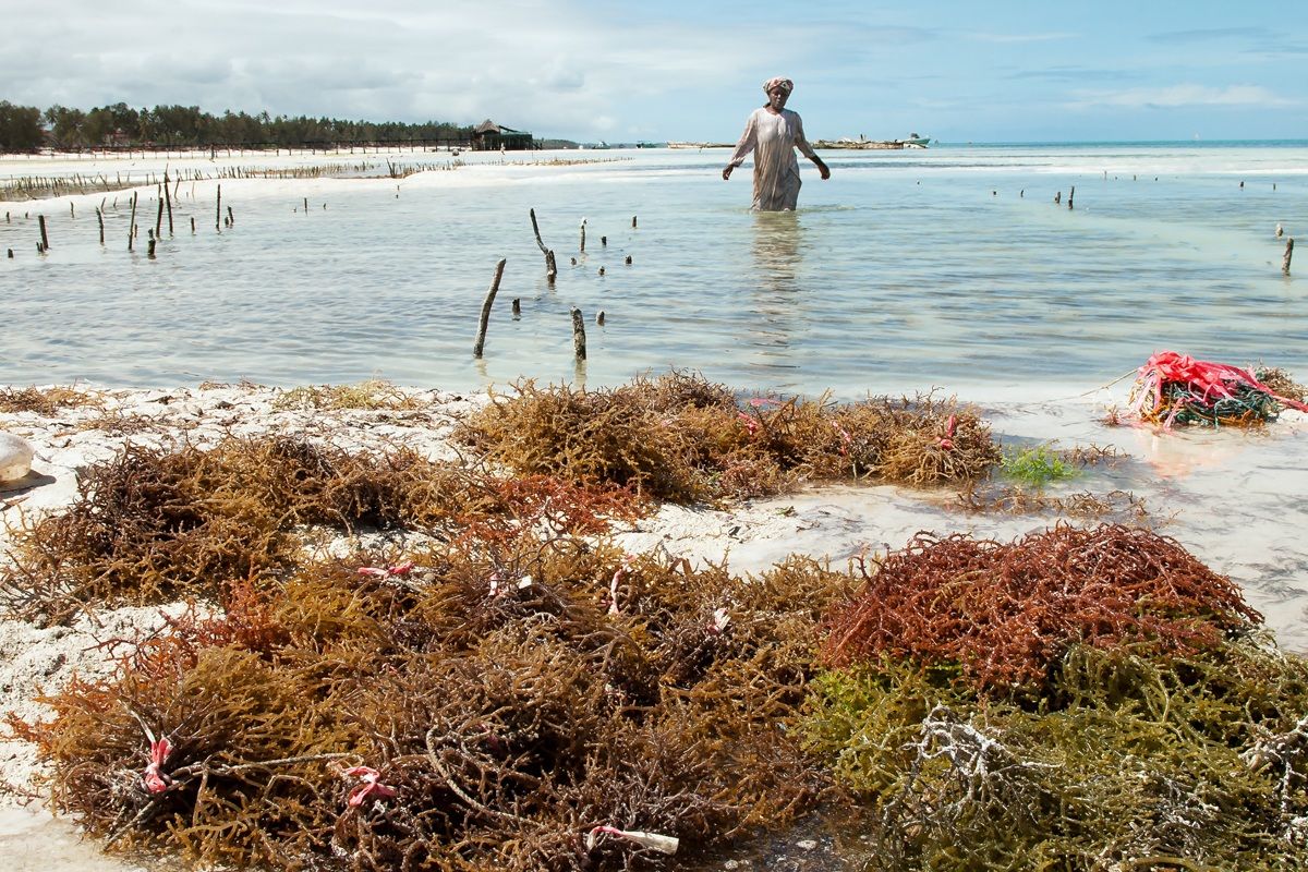 The collection of algae
