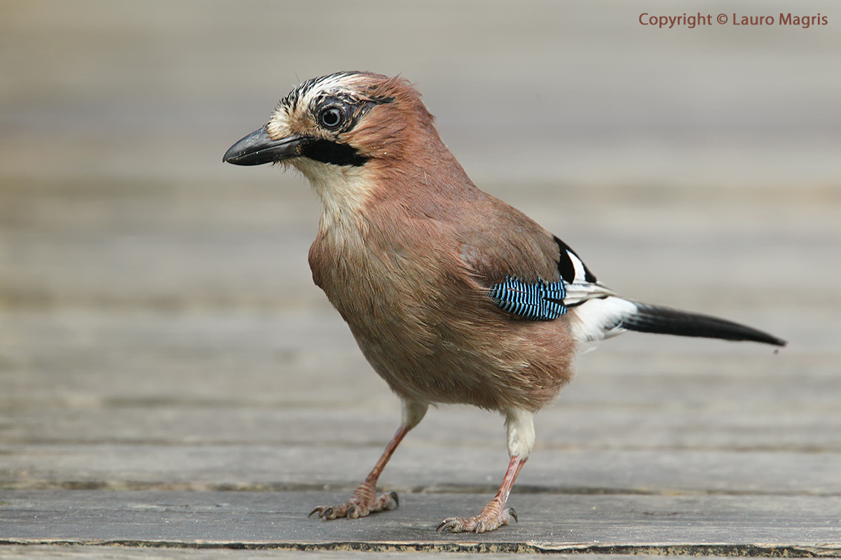 Ghiandaia - primo  piano