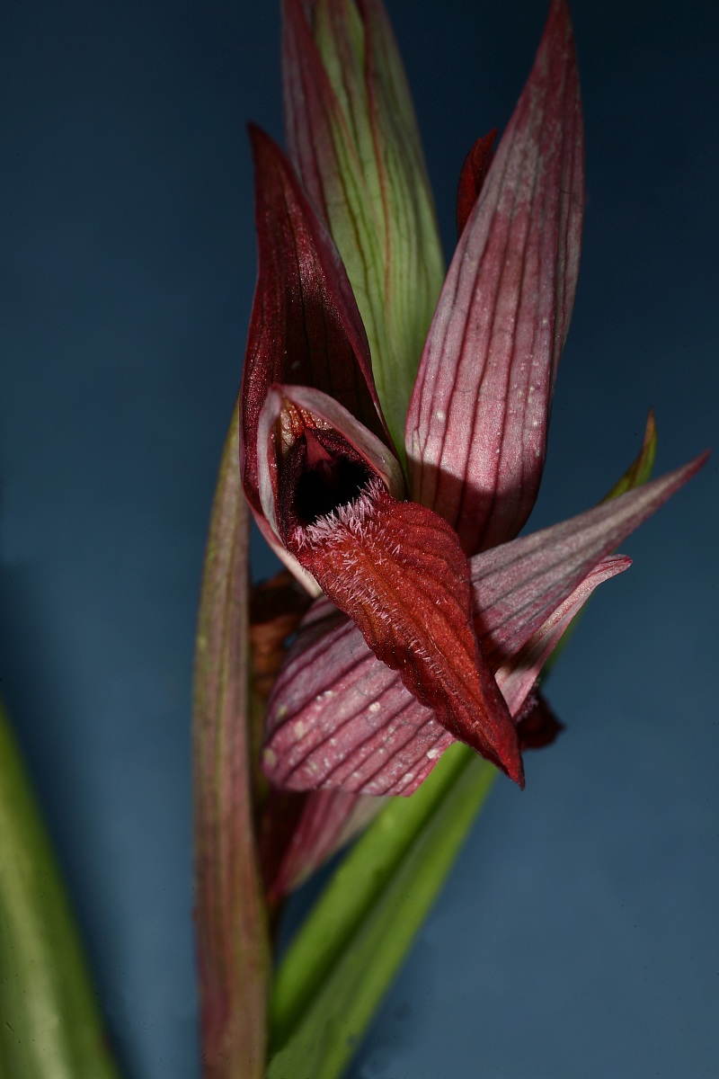 Serapias Vomeracea, Valtenesi, parco del Sasso